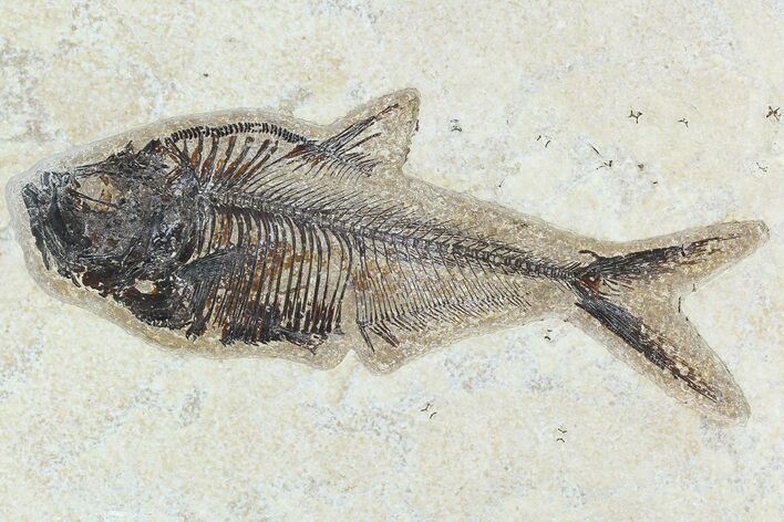 Fossil Fish (Diplomystus) - Green River Formation #129557